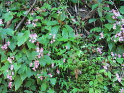 Image of Begonia ravenii C. I. Peng & Y. K. Chen