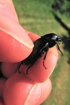 Imagem de Callisthenes (Chrysostigma) cancellatus (Eschscholtz 1833)