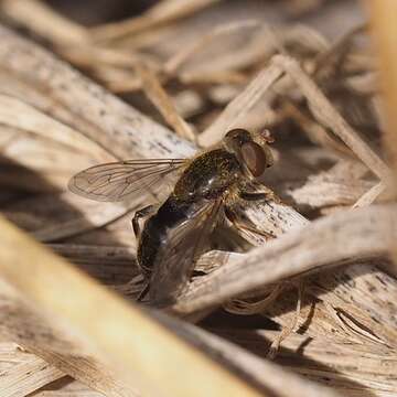 Image of <i>Anasimyia bilinearis</i>