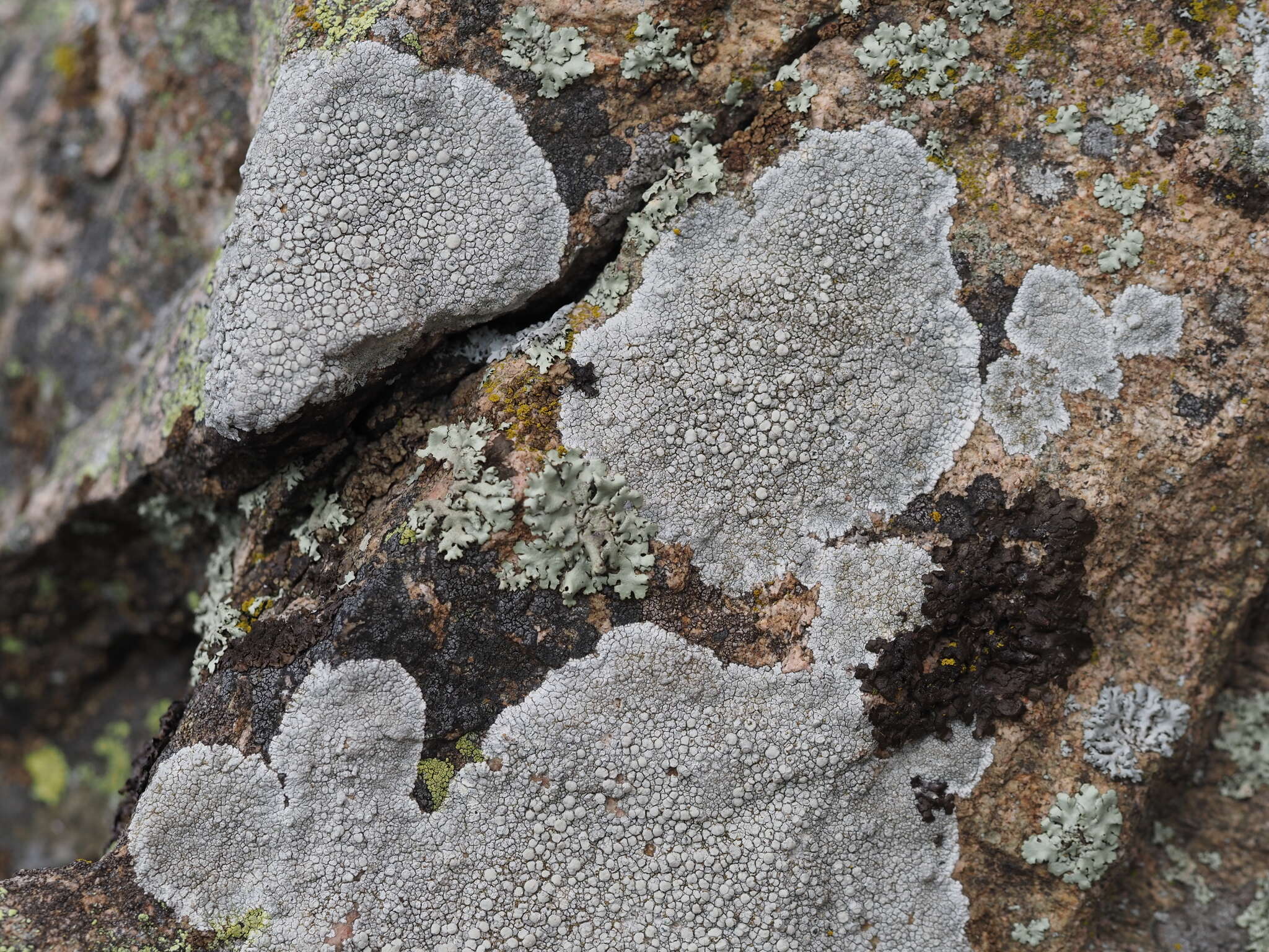 Lecanora rupicola (L.) Zahlbr. resmi