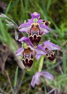 Image of Ophrys umbilicata subsp. lapethica (Gölz & H. R. Reinhard) Faurh.