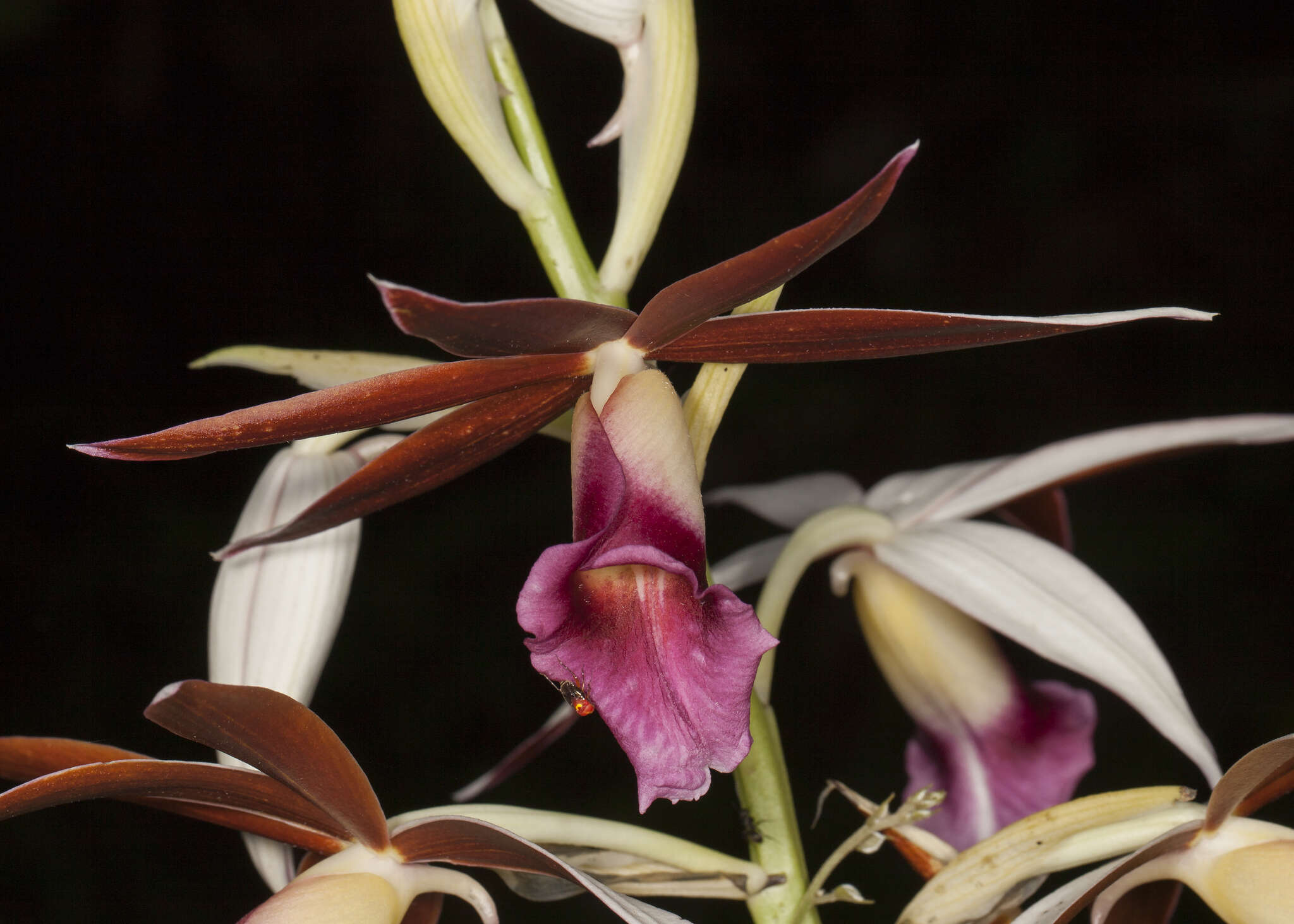 Image de Phaius tankervilleae (Banks) Blume