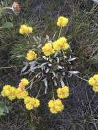 Imagem de Eriogonum flavum Nutt.