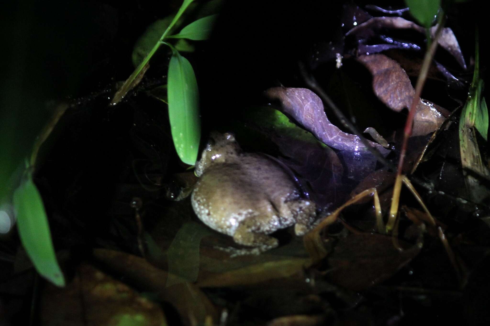 Image of Uperodon mormoratus (Rao 1937)