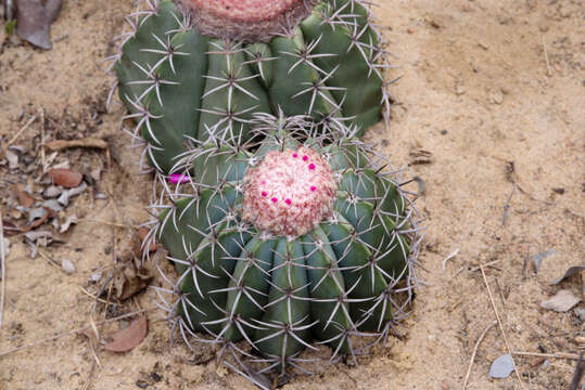 Melocactus concinnus Buining & Brederoo resmi