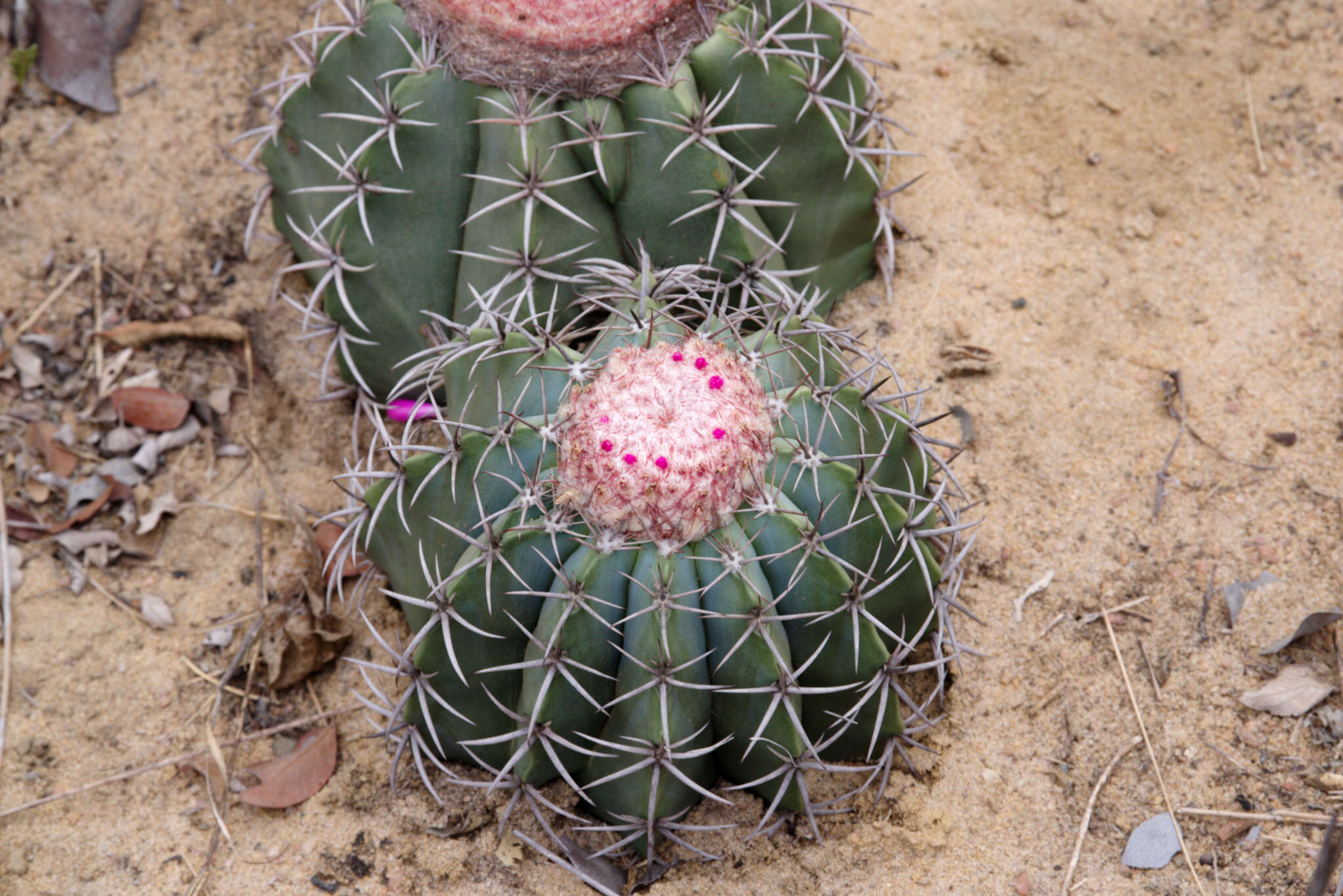 Image of Melocactus concinnus Buining & Brederoo