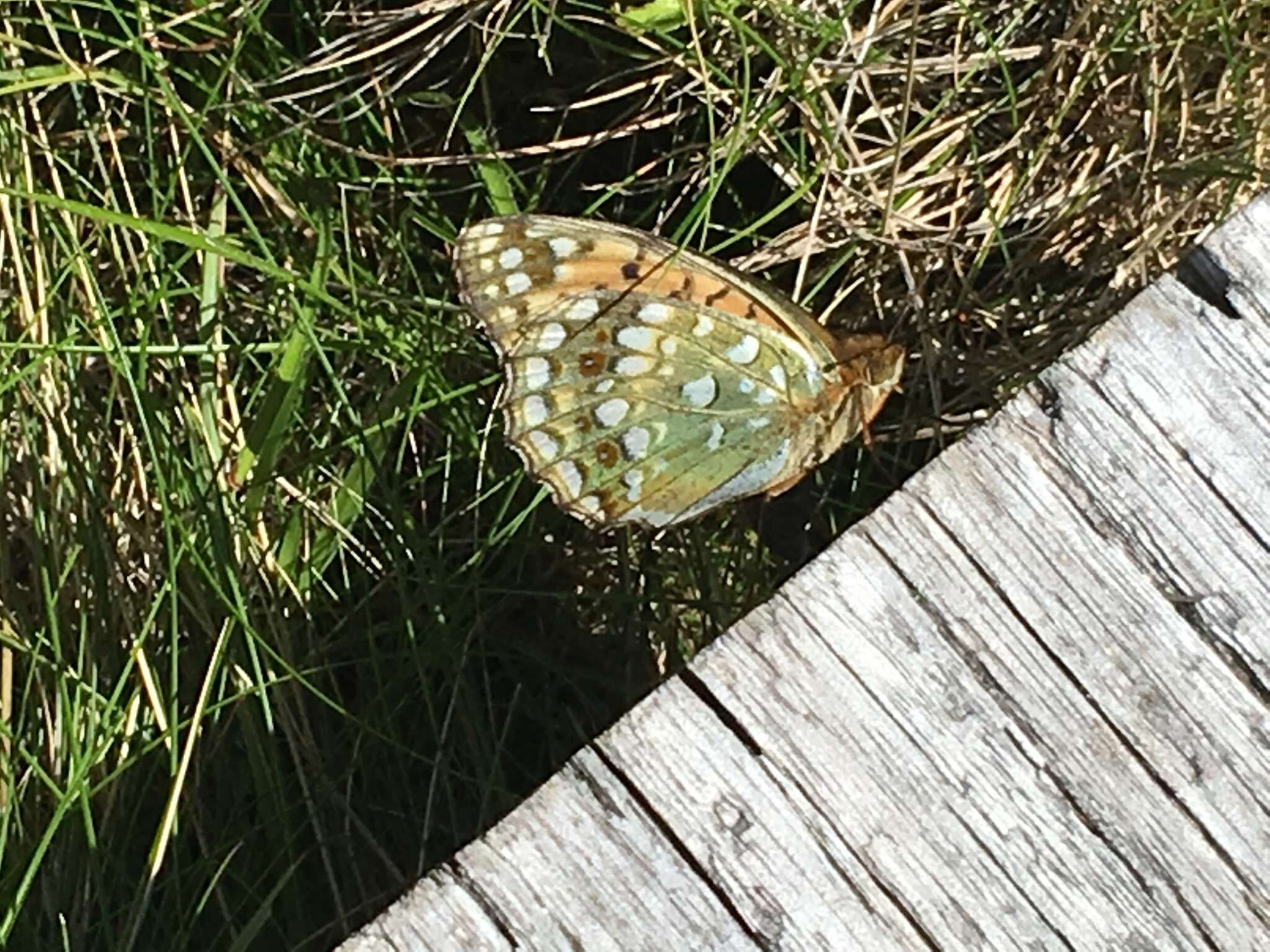 Image of Argynnis xipe