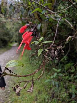 Image of Salvia quitensis Benth.