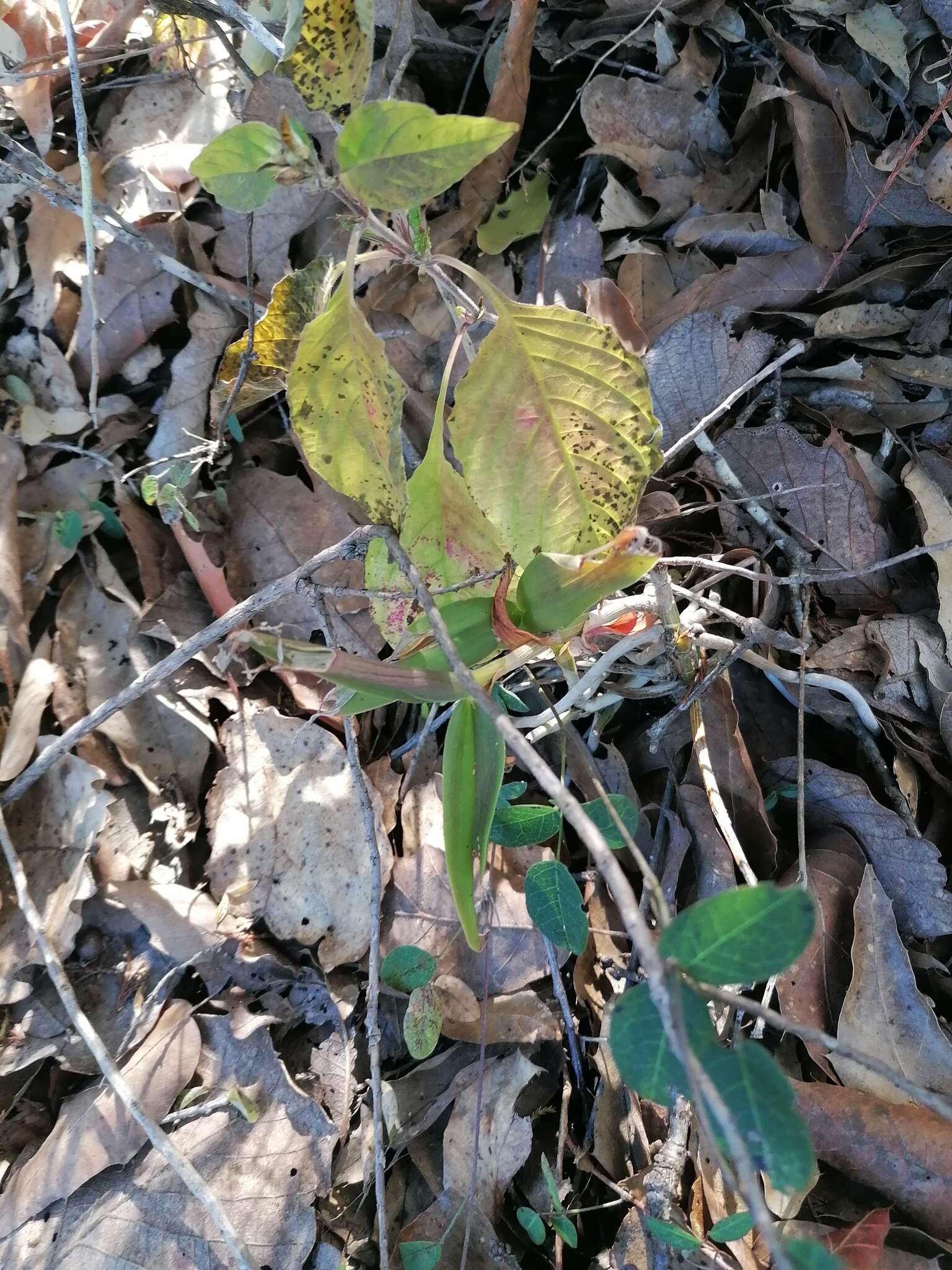 Image of Barkeria lindleyana subsp. vanneriana (Rchb. fil.) Thien