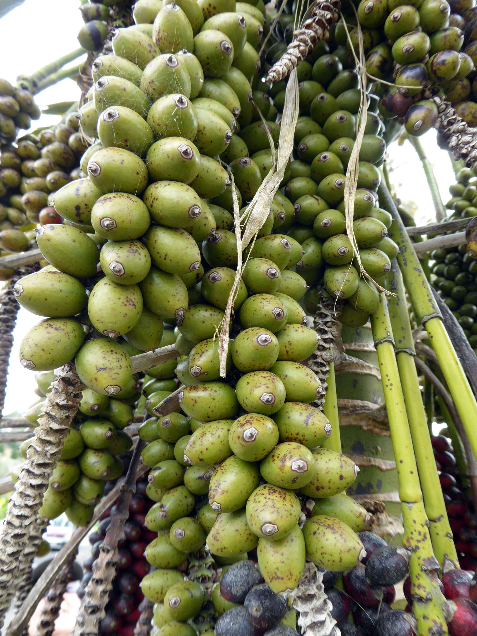 Image of Curly Palm