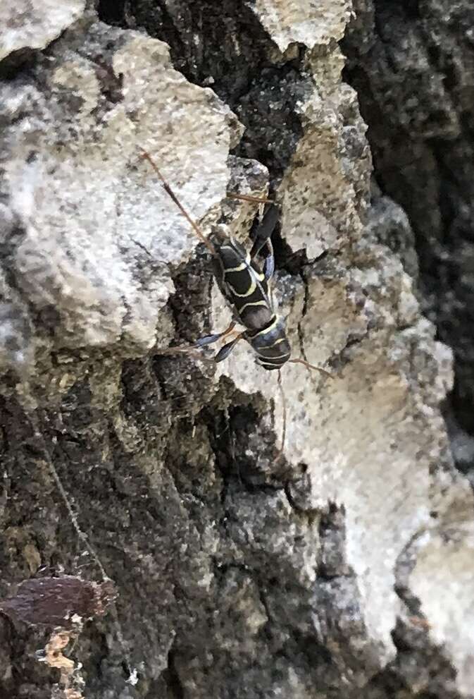 Image of Neoclytus scutellaris (Olivier 1790)