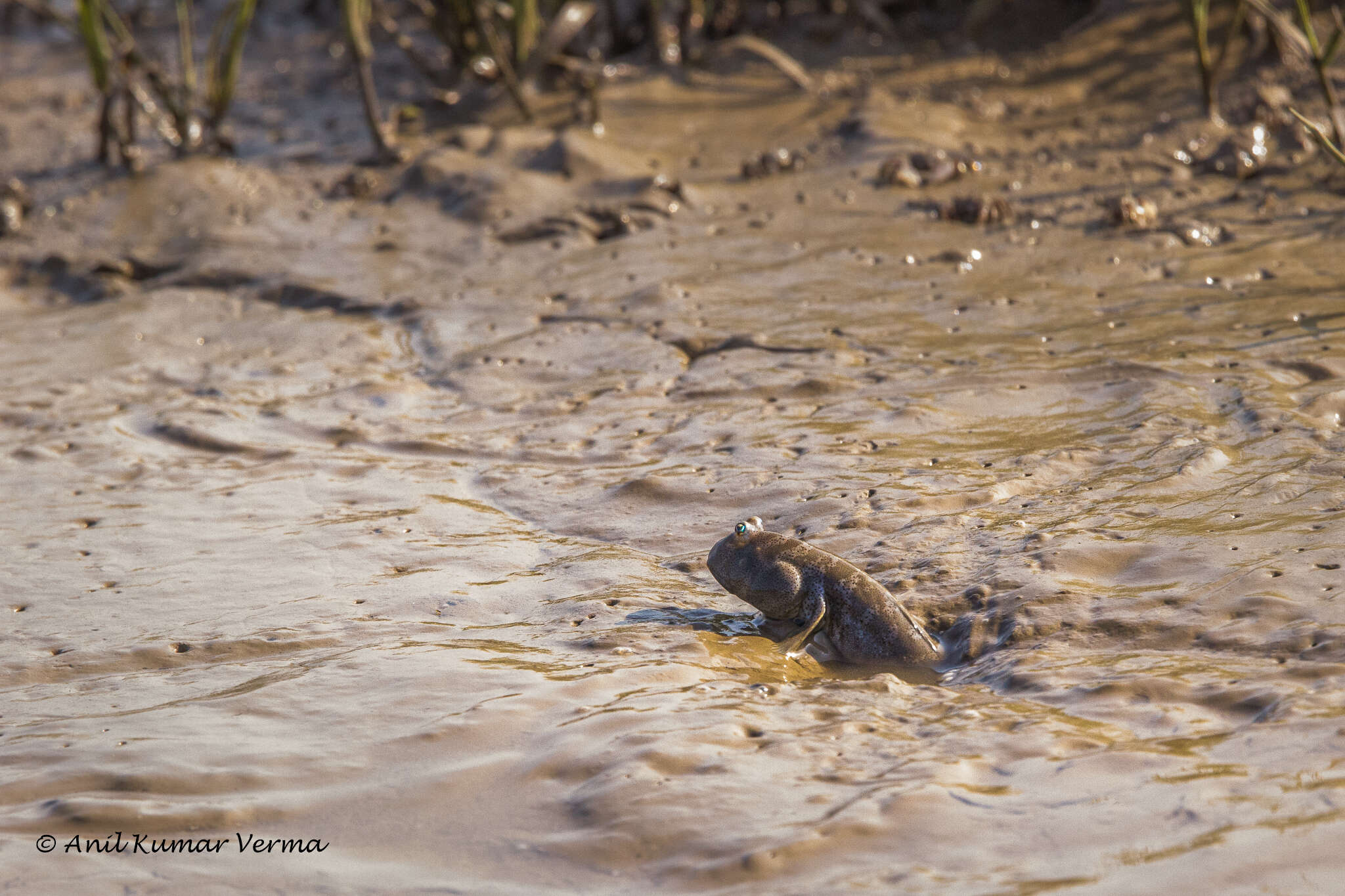 Image of Mud skipper