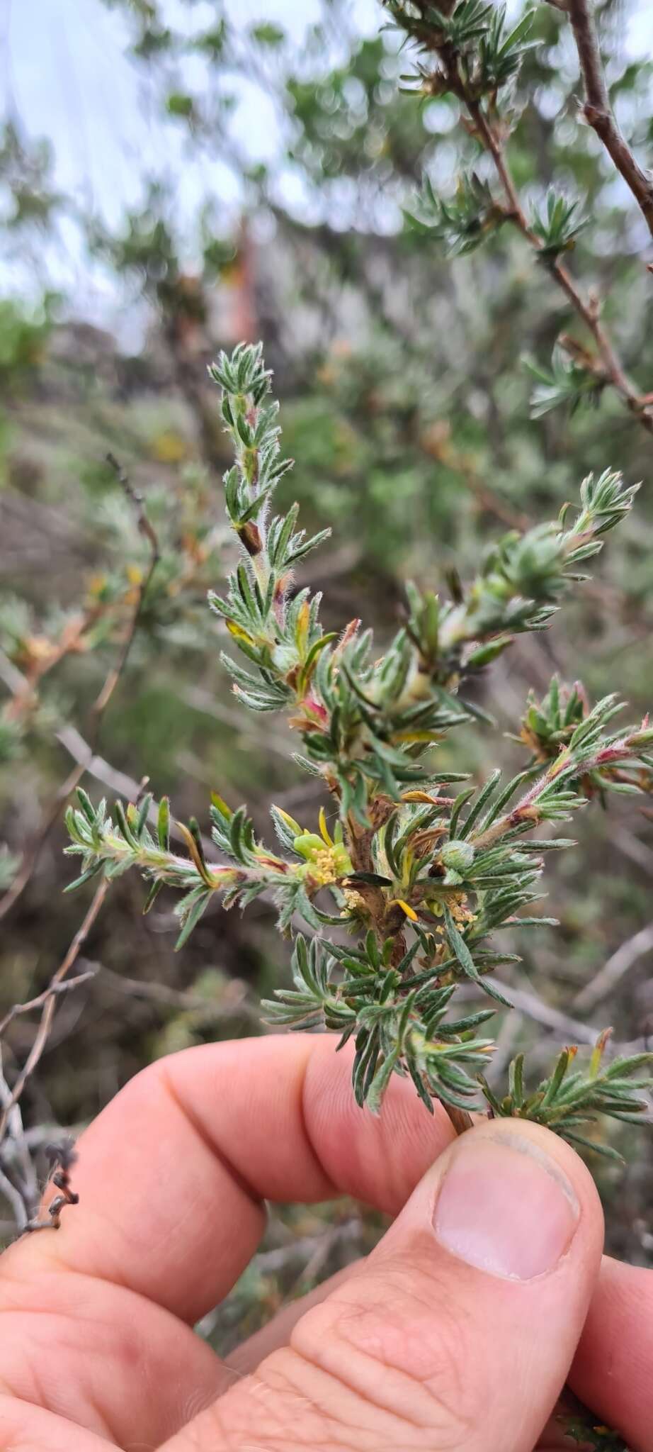 Image of Cliffortia ericifolia L. fil.