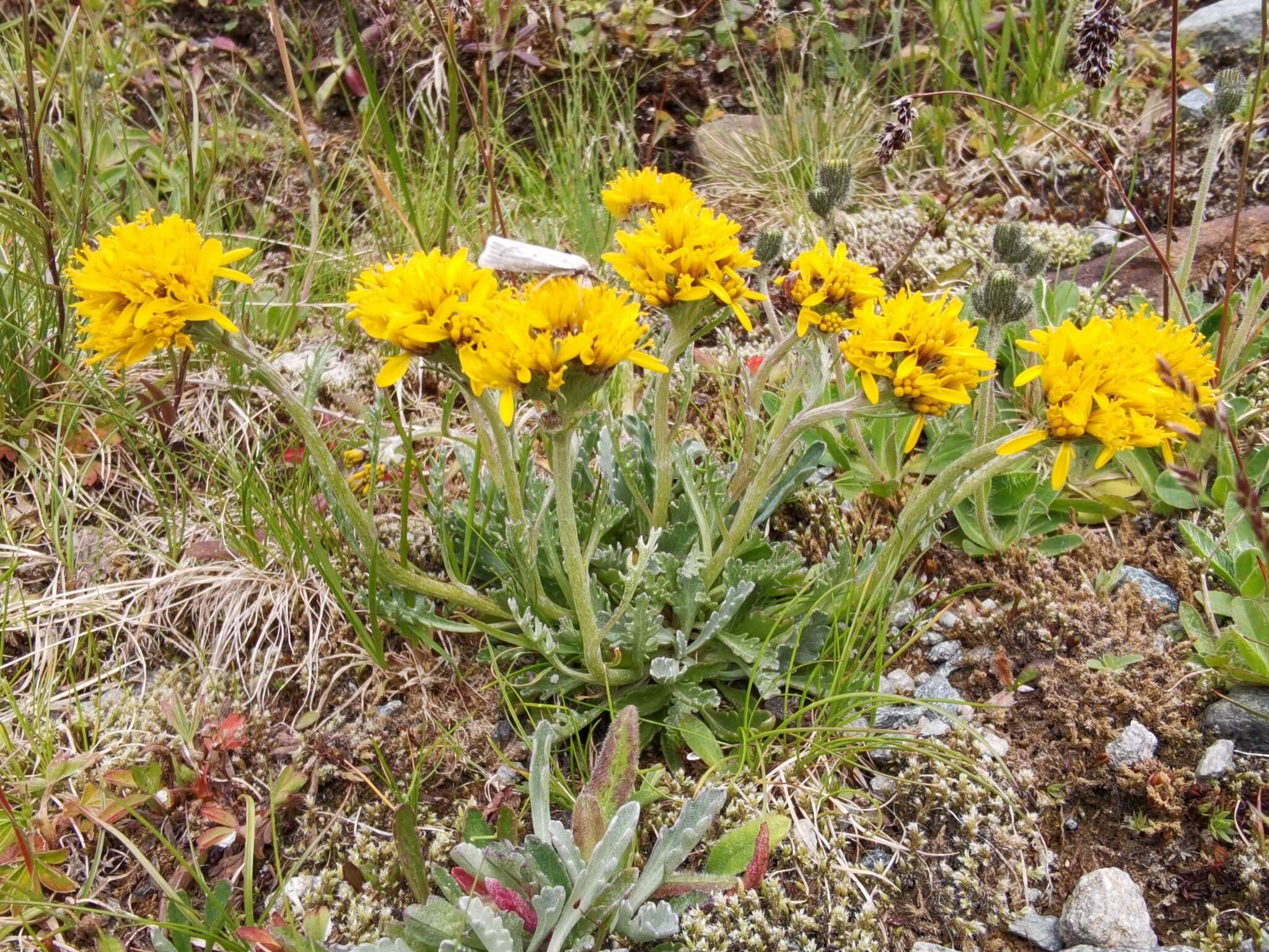 Image of Jacobaea carniolica (Willd.) Schrank