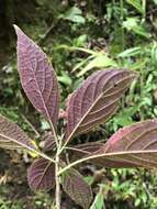 Salvia venulosa Epling的图像