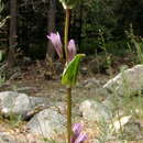 Image of Gentianella atrata (Bunge) J. Holub