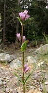 Gentianella atrata (Bunge) J. Holub的圖片