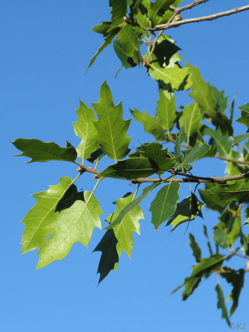 Image of oracle oak