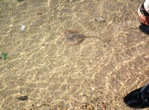 Image of Brown stingray