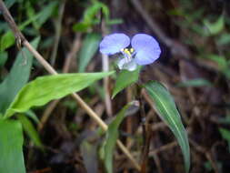 Image of Commelina auriculata Blume