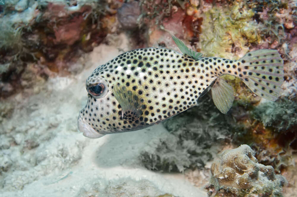 Image of Spotted Trunkfish