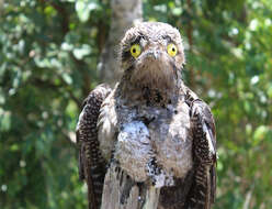 Image of Long-tailed Potoo