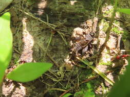 Image of Eastern Striped Cricket