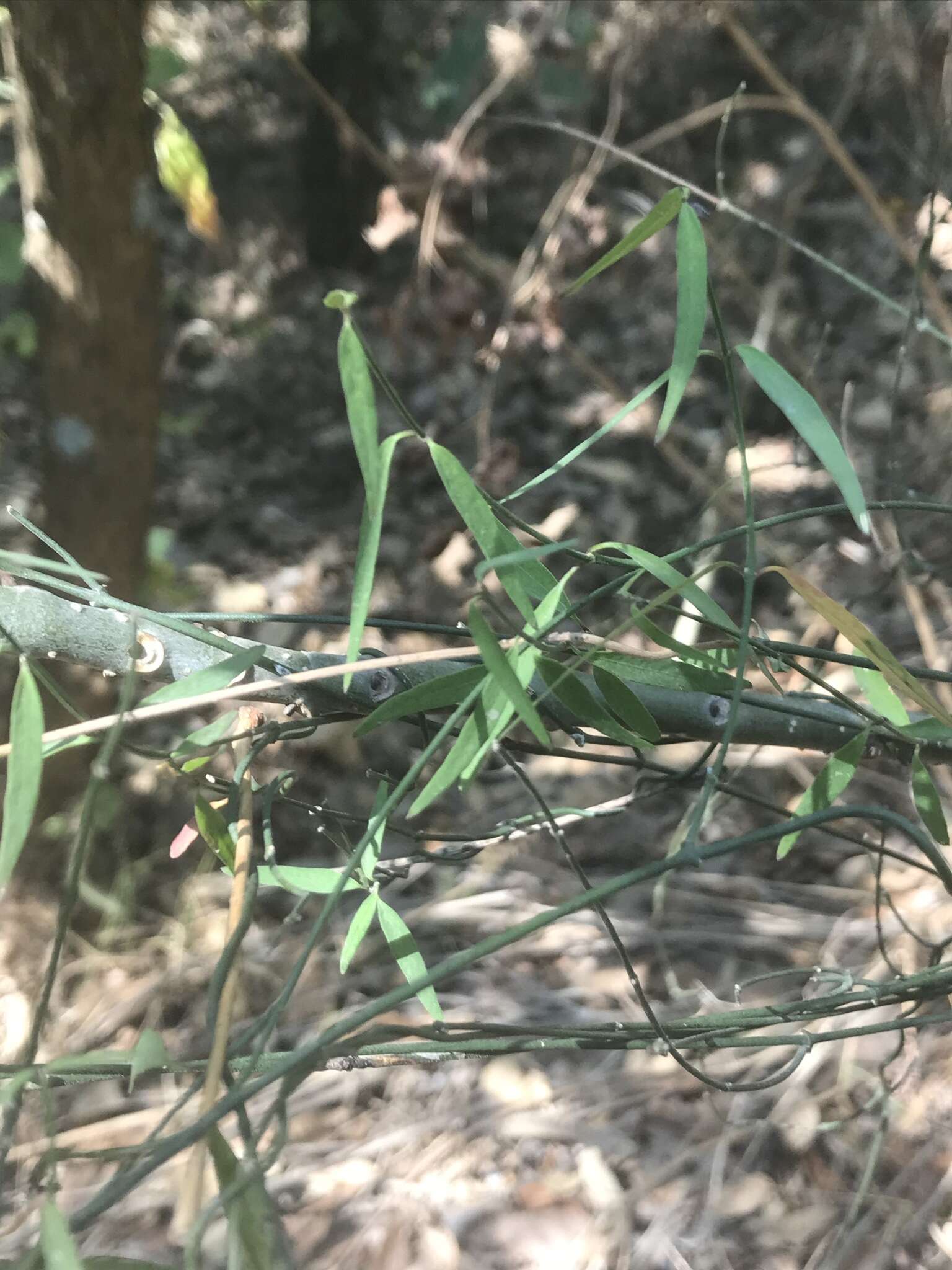 Image of Wiggins' swallow-wort