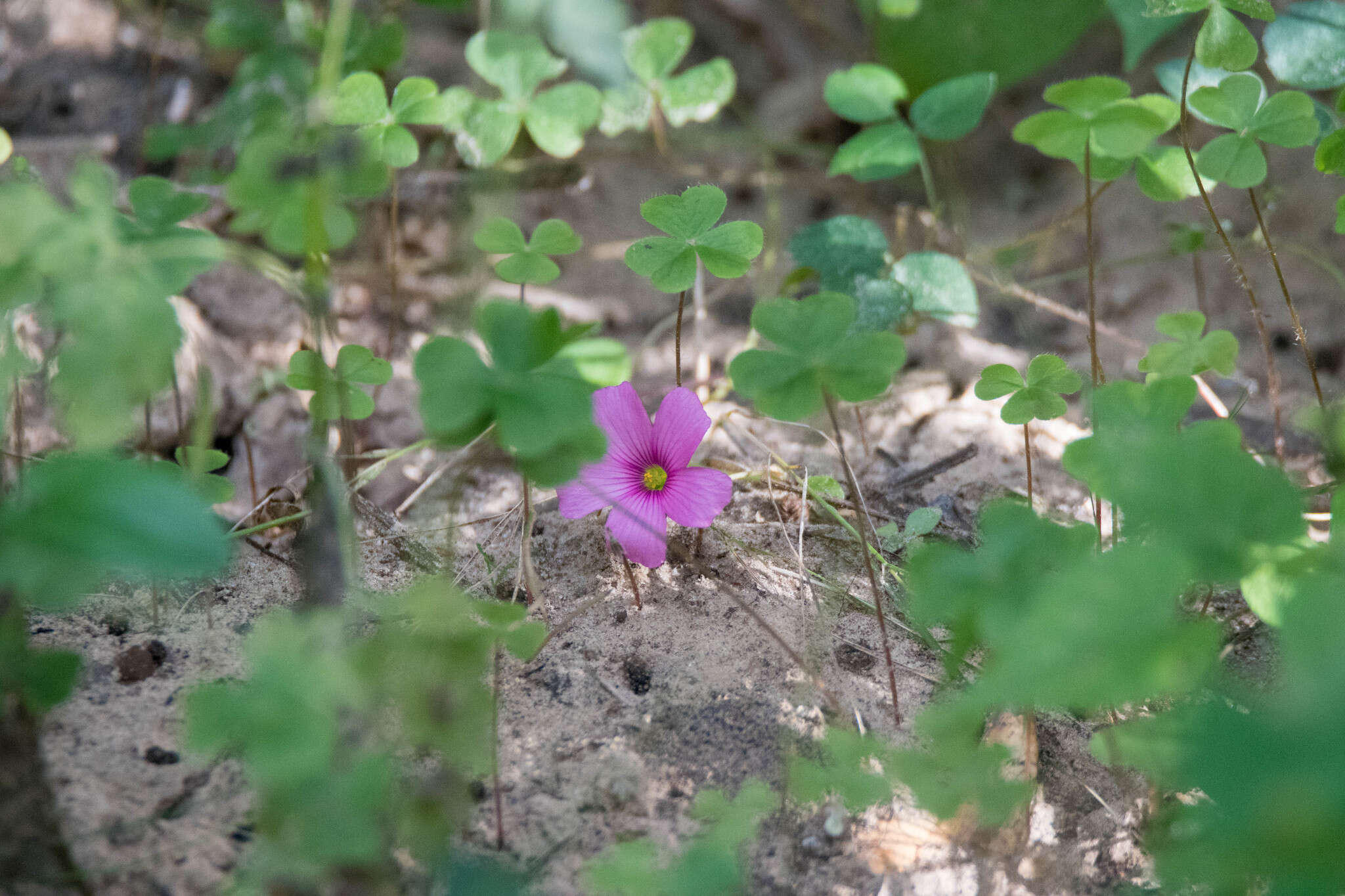 Sivun Oxalis hispidula Zucc. kuva