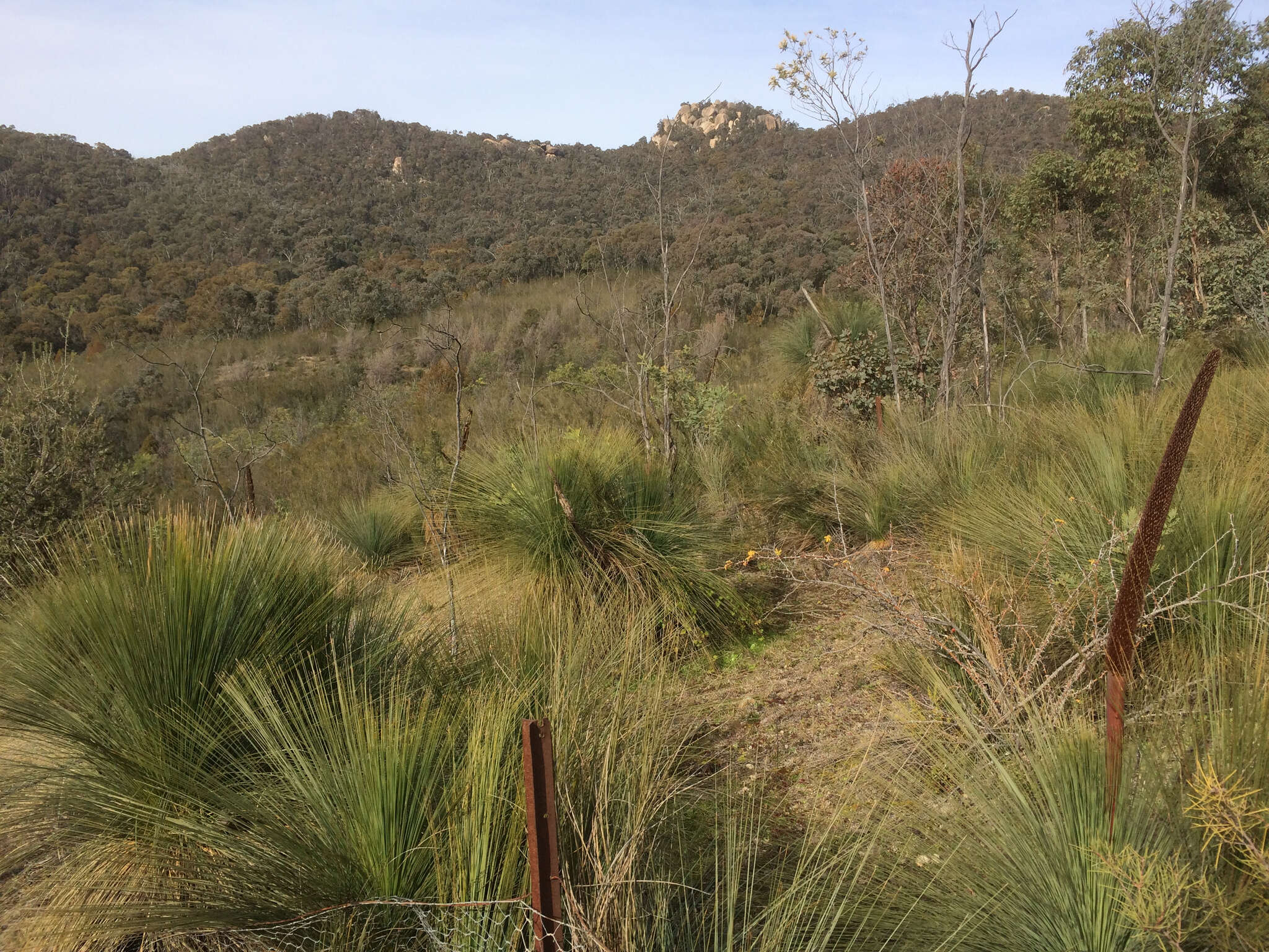 Image of Xanthorrhoea glauca subsp. angustifolia D. J. Bedford