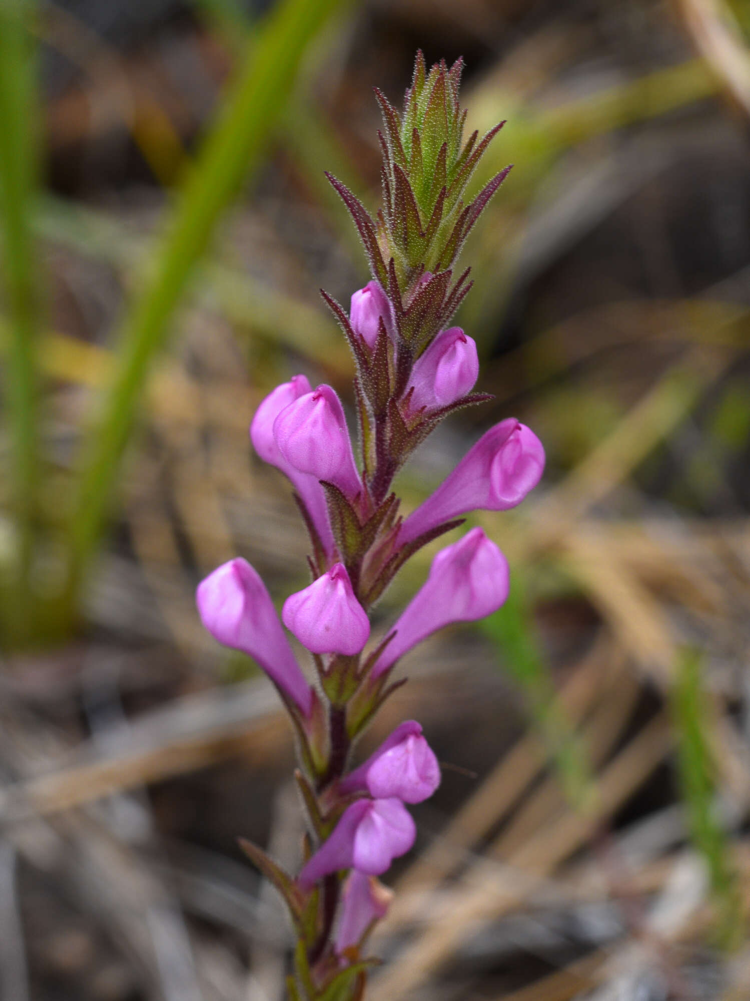 Image of rosy owl's-clover