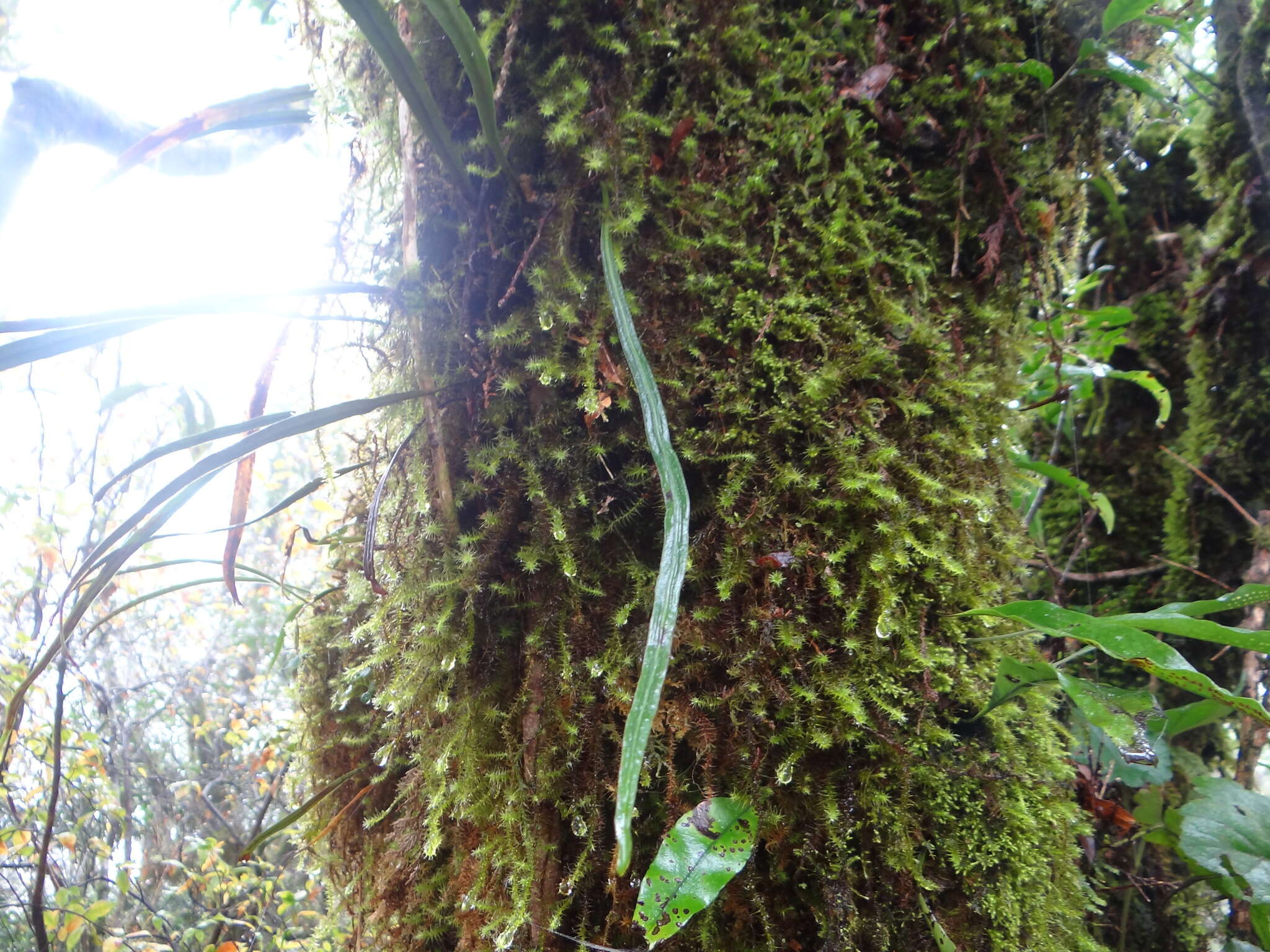 Image of Loxogramme remotefrondigera (Hayata) C. Chr.