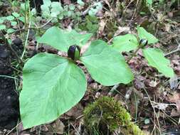 صورة Trillium albidum subsp. parviflorum (V. G. Soukup) K. L. Chambers & S. C. Meyers