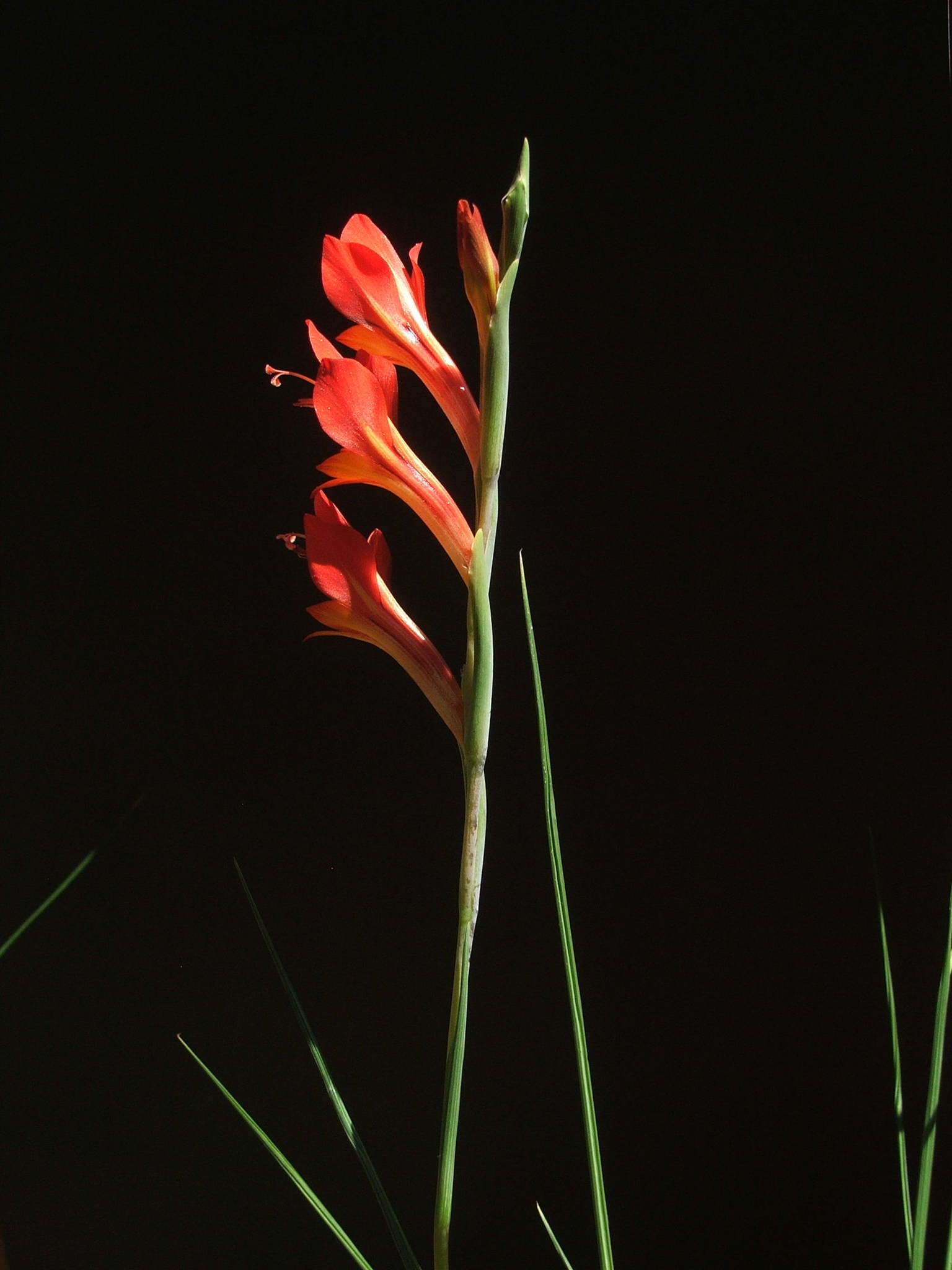 Imagem de Gladiolus huttonii (N. E. Br.) Goldblatt & M. P. de Vos