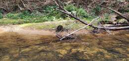 Sivun Tachyglossus aculeatus aculeatus (Shaw 1792) kuva