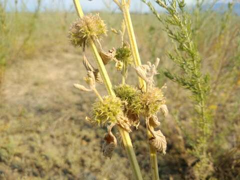 Marrubium anisodon K. Koch的圖片