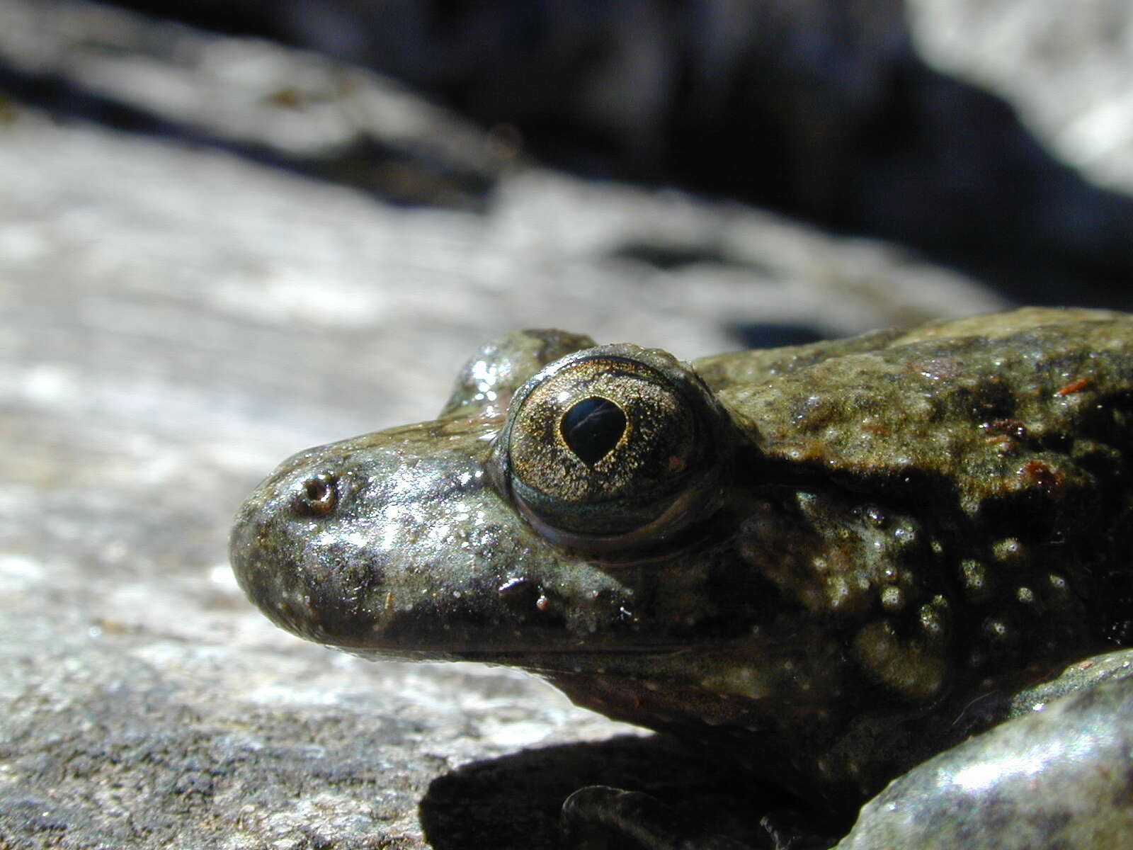 Image of Corsican Painted Frog