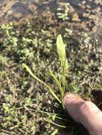 Image of Carolina Grasswort