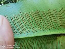 Image of wild birdnest fern