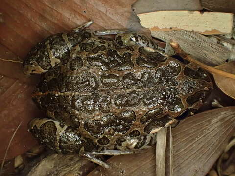 Image of Marbled Frog