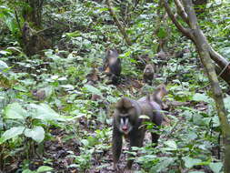 Image of Mandrill