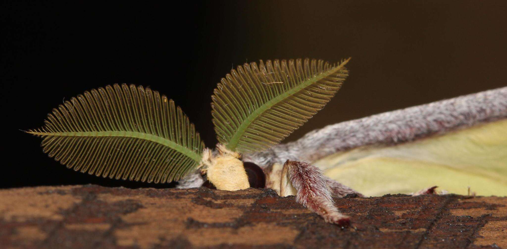 Image of African Luna Moth