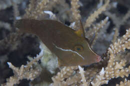 Image of Black-lined filefish