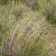 Image of Crabgrass