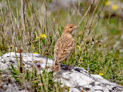 Image of Greater Short-toed Lark