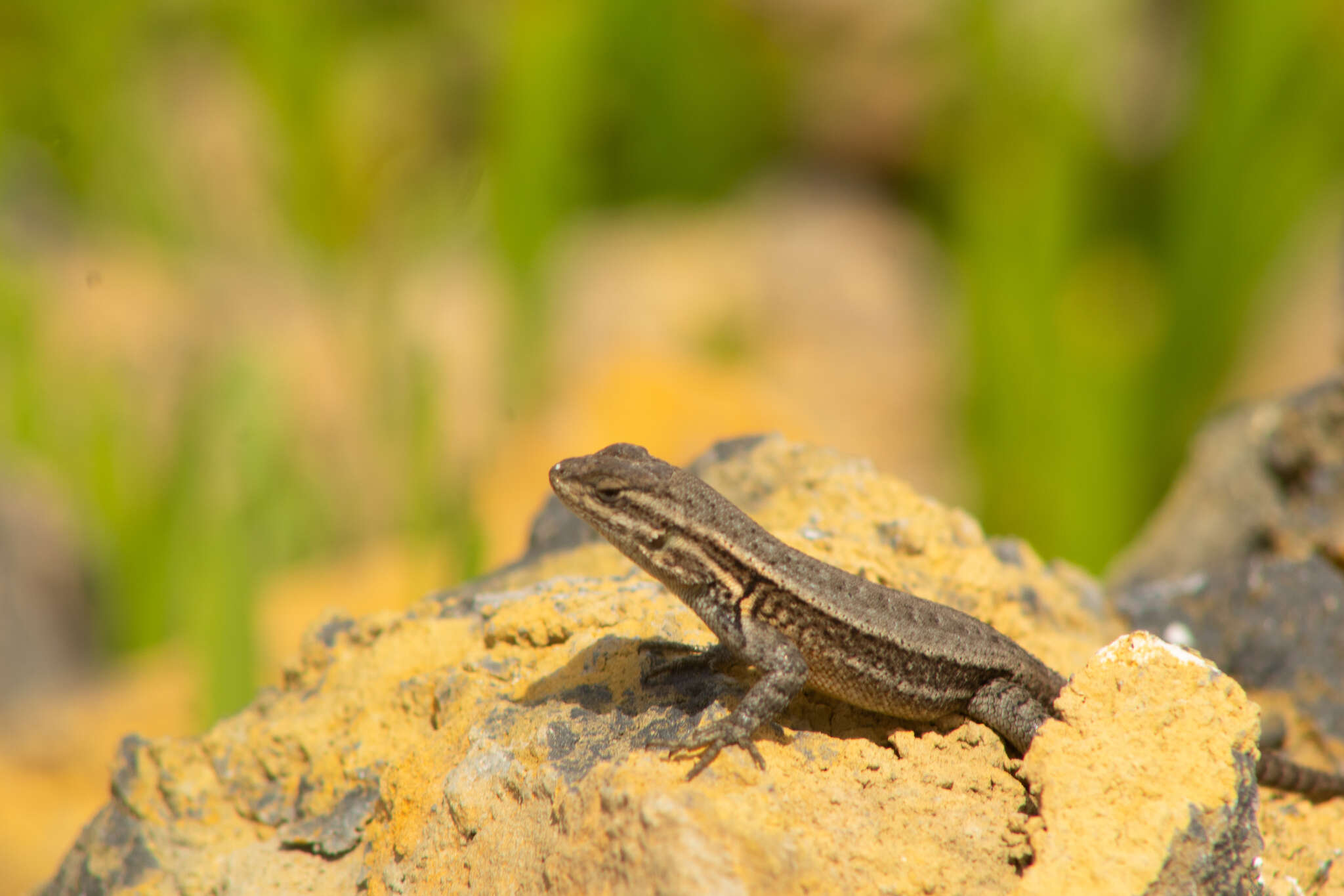 Image of Largescale Spiny Lizard