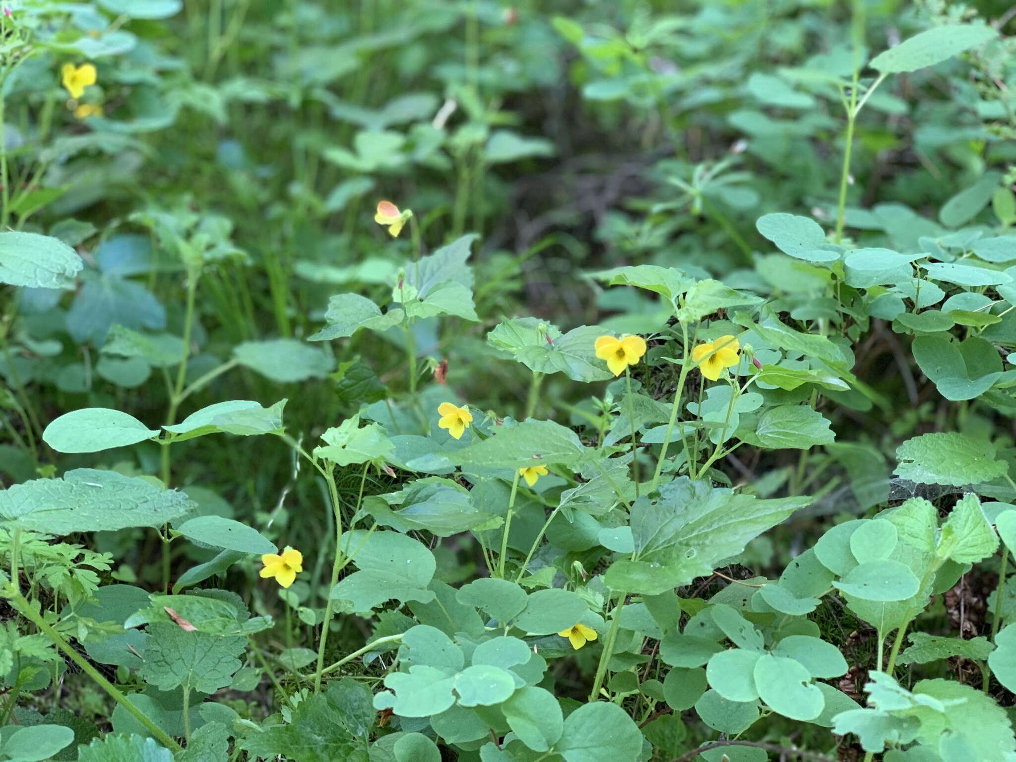 Image of pine violet