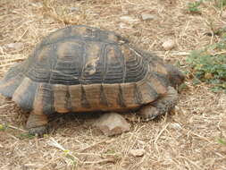 Image of Marginated Tortoise