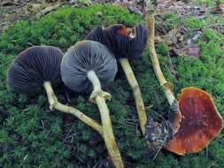 Image of Leratiomyces squamosus var. thraustus (Kalchbr.) Bridge & Spooner