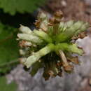 Image de Betonica alopecuros subsp. alopecuros